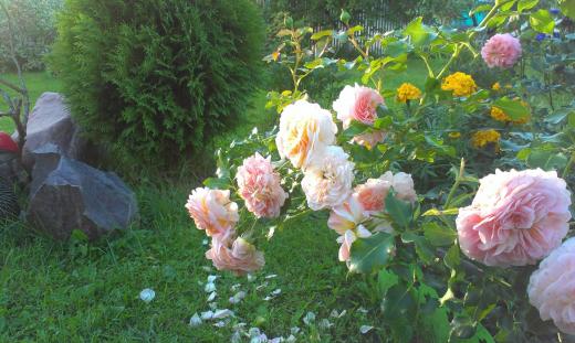 Почвопокровные розы в розарии (первогодки)