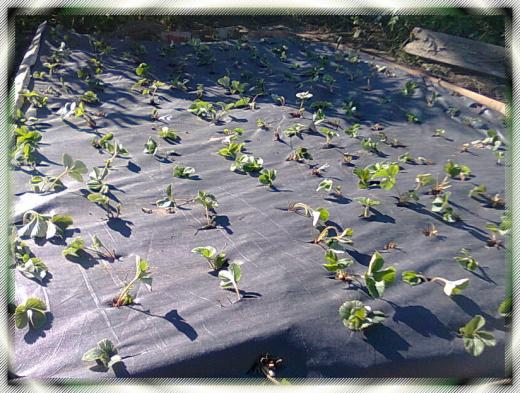 Урожайный способ посадки клубники