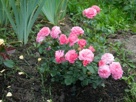 Розы сорта «Флорибунда Баронесса»
