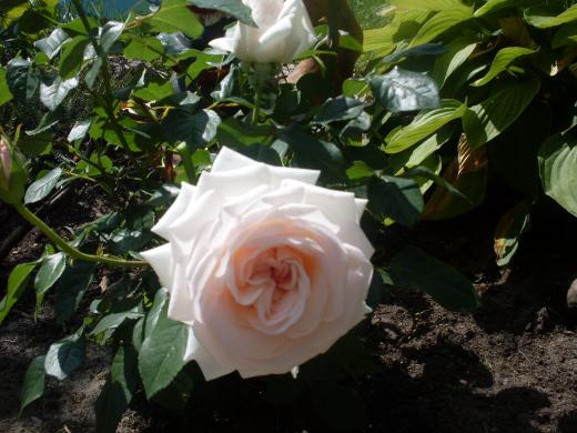 Роза «Поль Рикар»
