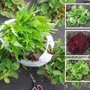 Как надолго сохранить листовой салат свежим?