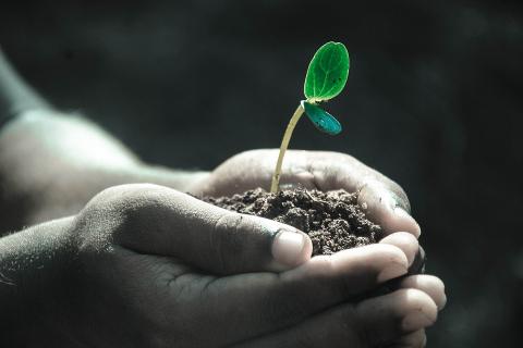 Как повысить плодородие почвы?