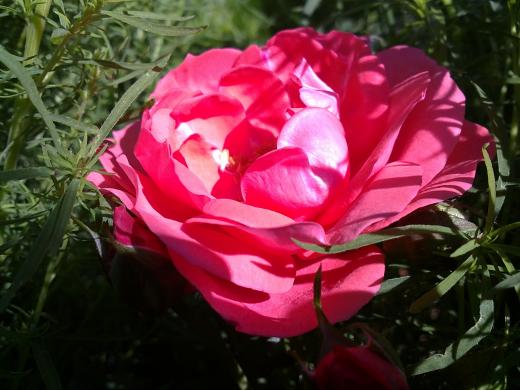 Сибирская роза 16