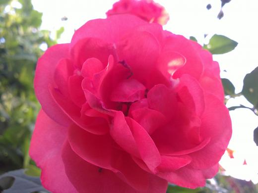 Сибирская роза 12