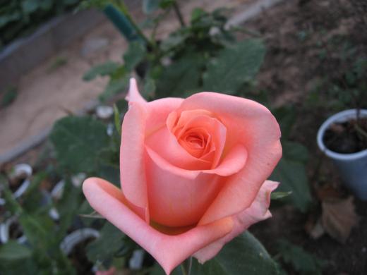 Сибирская роза 11