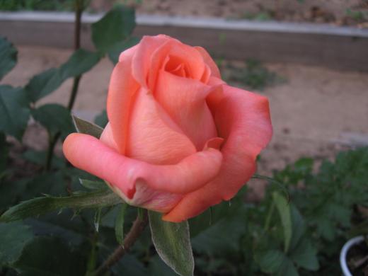Сибирская роза 6