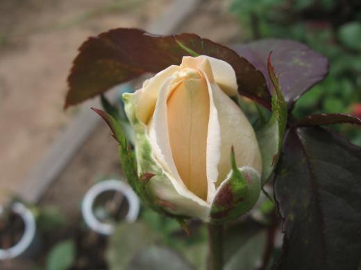 Сибирская роза 1