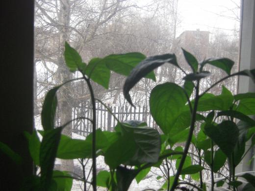 Перцы, а за окном снег