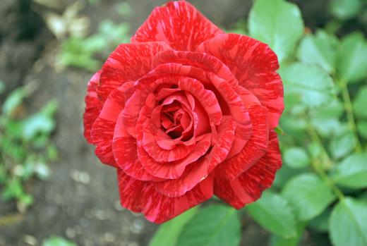 Роза текстурного красного оттенка