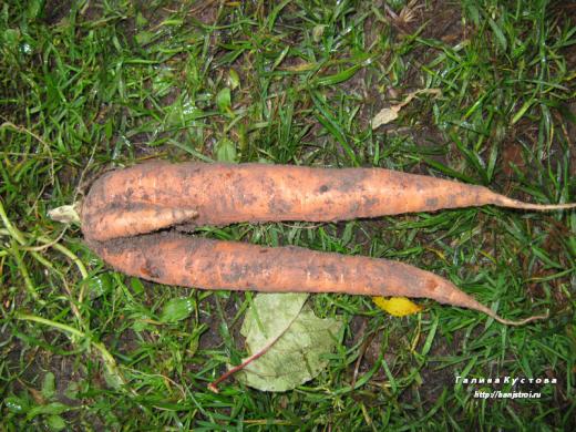 Вот такая морковь уродилась!