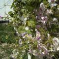 Пеларгония цветёт