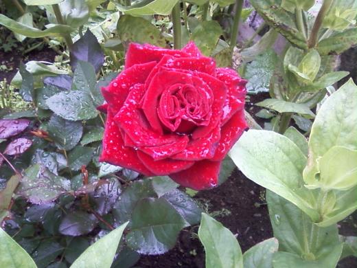 Роза после дождя