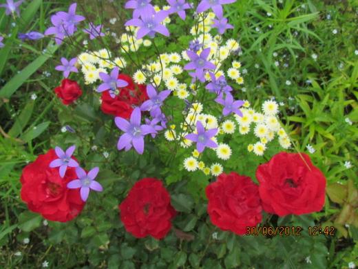 Мои летние цветы