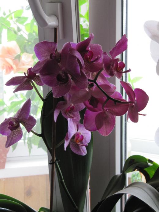 Люблю Орхидеи