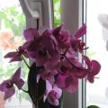 Люблю Орхидеи