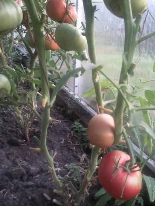 Мои томаты
