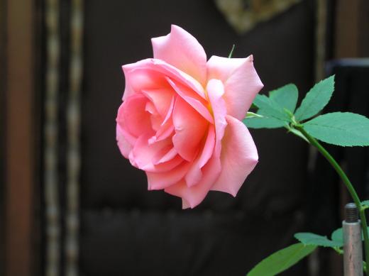 Роза сорта «Смут Вильвет»