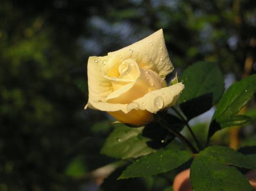 Роза сорта «Джон Кенеди»