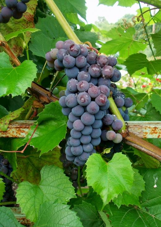 Виноград в средней полосе