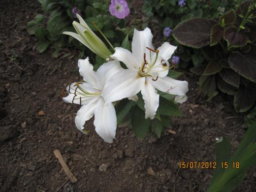 Белая лилия