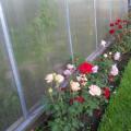 Чайно-гибридные розы вдоль теплицы