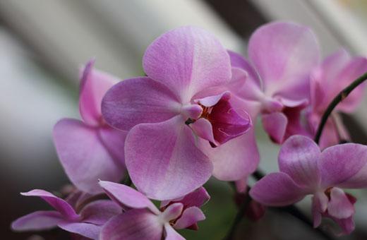 Светло-розовая орхидея