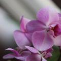 Светло-розовая орхидея