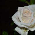 Чудесные розы после дождя