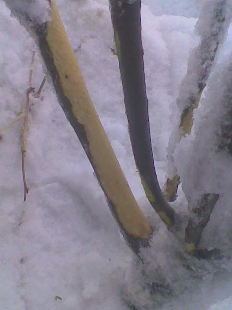 Яблоньку под снегом обгрызли мыши. Фото 14 марта 2013.