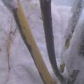Яблоньку под снегом обгрызли мыши. Фото 14 марта 2013.