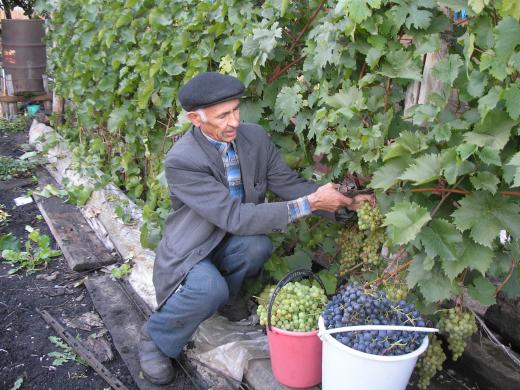 Виноград в Татарстане