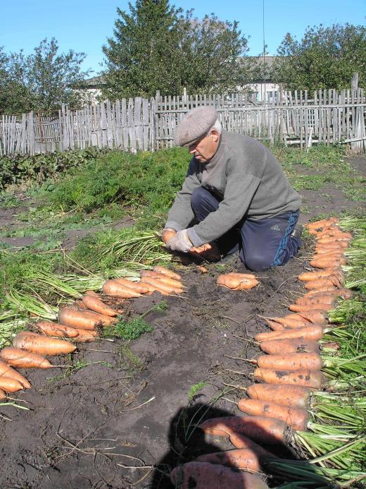Уборка моркови сорта Шантанэ
