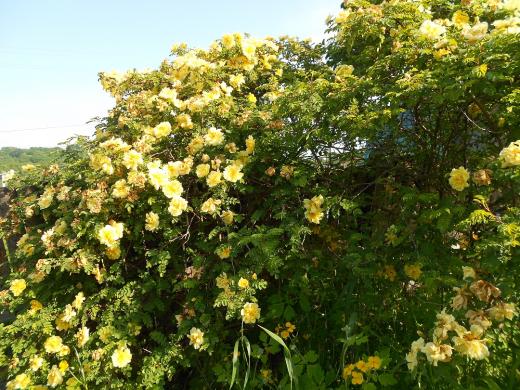 Желтая мелкоцветковая роза