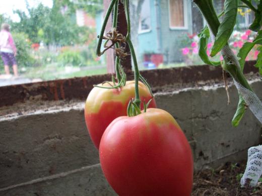 Недозревшие томаты