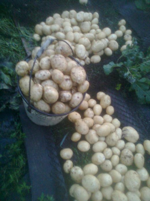 Нынешний урожай картошки