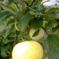 Яблонька «Юнга» порадовала вкусными плодами