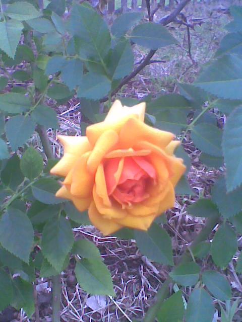 Мини роза сорта «Буш Бэби»