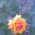Мини роза сорта «Буш Бэби»