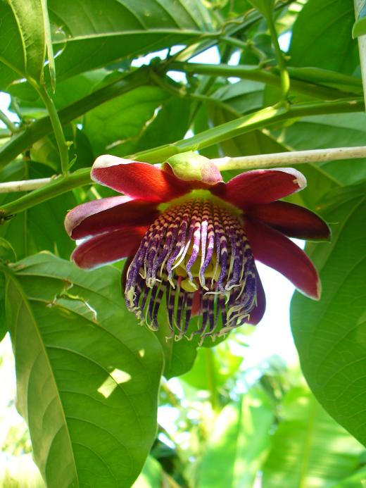 Пассифлора Крылатая (Passiflora alata)