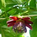 Пассифлора Крылатая (Passiflora alata)