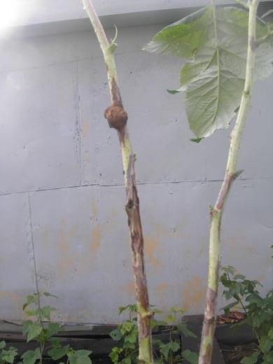Повреждение малины стеблевой галлицей