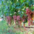 Ранний сорт винограда «Денал»