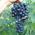 Ранний виноград «Ришелье»