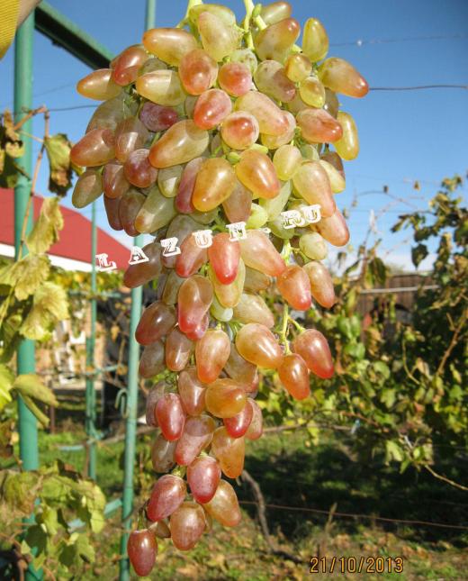 Средне-поздний виноград Заграва