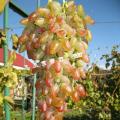 Средне-поздний виноград Заграва