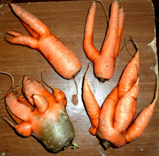Причуды морковки
