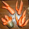 Причуды морковки