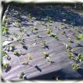 Урожайный способ посадки клубники