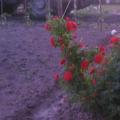 Красная роза «Вьюшка»
