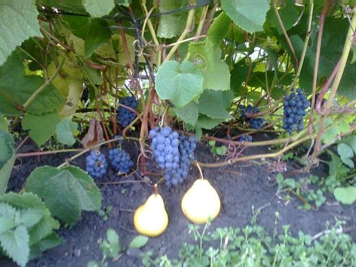 Первый урожай амурского винограда Первенец Амура